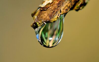 Drip Irrigation Solutions For Gardens: The Great Salt Lake: A…