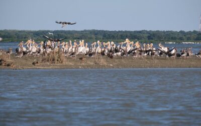Effective Water Conservation Techniques – The Great Basin: A Thirsty…