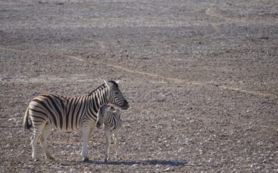 Effective Water Conservation Techniques ~ The Great Basin: A Thirsty…