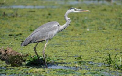 Effective Water Conservation Techniques ~ The Great Basin: A Land…