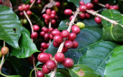 Effective Water Conservation Techniques – The Great Salt Lake: A…