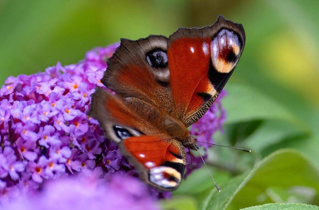 Effects On Local Wildlife And Ecosystems: The Great Salt Lake:…