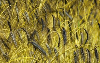 Efficient Irrigation Systems For Farms » The Great Salt Lake:…