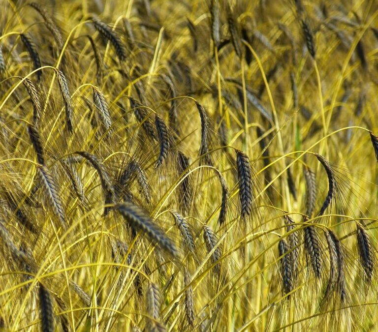 Efficient Irrigation Systems For Farms » The Great Salt Lake:…