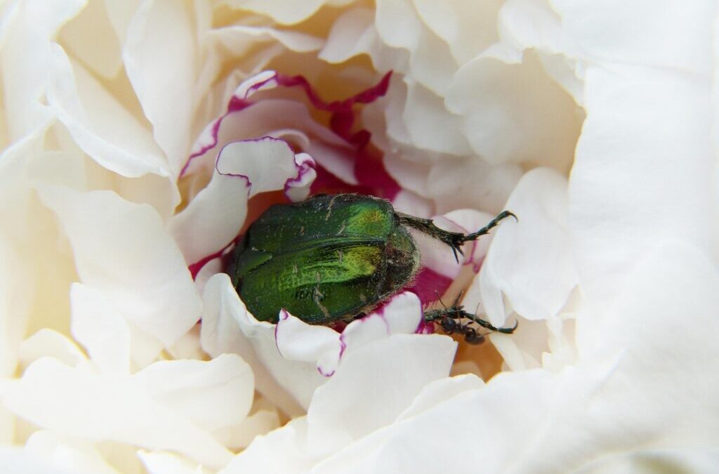 “Great Basin Agricultural Water Use”: The Great Basin: A Thirsty…