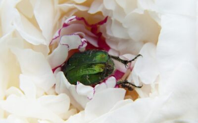 “Great Basin Agricultural Water Use”: The Great Basin: A Thirsty…