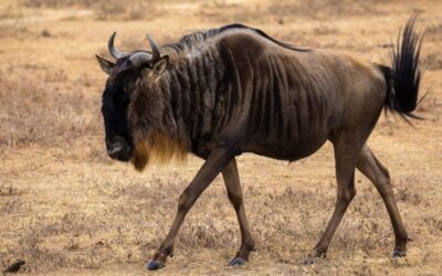 “Great Basin Agricultural Water Use”: Thirsty Land: Understanding The Great…