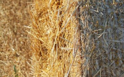 “Great Basin Agricultural Water Use” | The Great Basin: A…