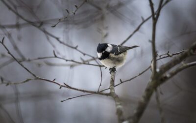 Great Basin Climate Research Studies – Unveiling The Secrets Of…