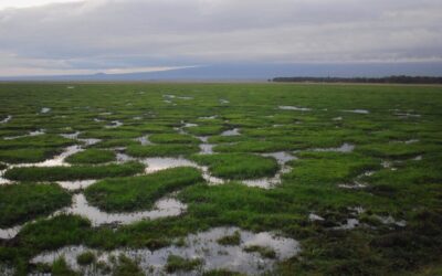 “Great Basin Ecological Research” / The Great Basin: A Thirsty…