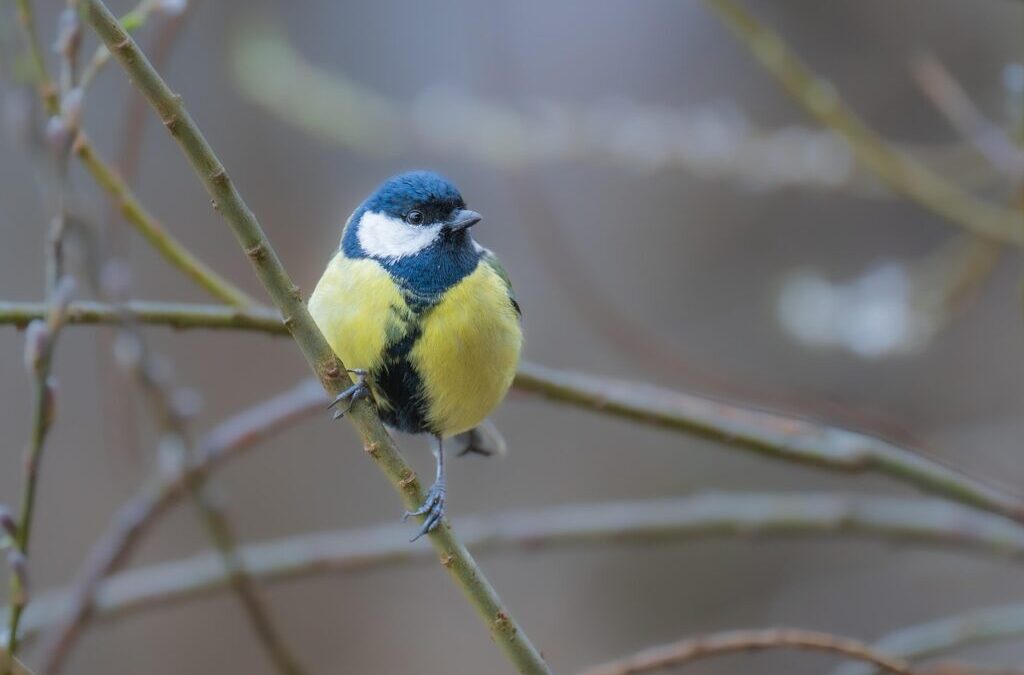 Great Basin Hydrology – The Amazing Journey Of Water In…