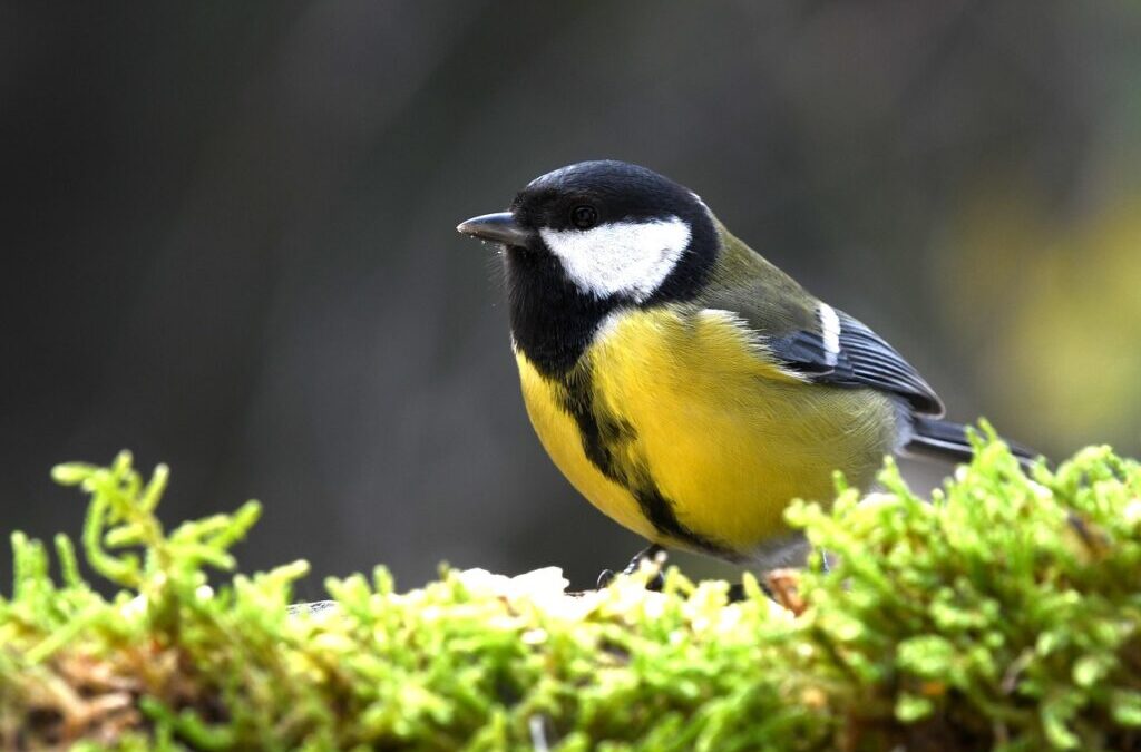 Great Basin Hydrology – The Laguna Salada: A Desert Oasis…