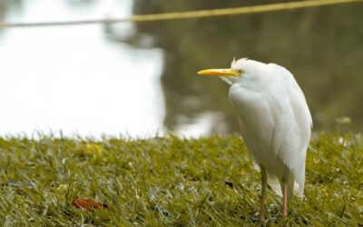 “Great Basin Long-term Water Plans” / The Great Basin: A…