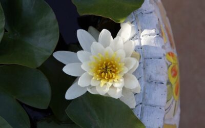 Great Basin Water Cycle » Laguna Salada: A Desert Oasis…