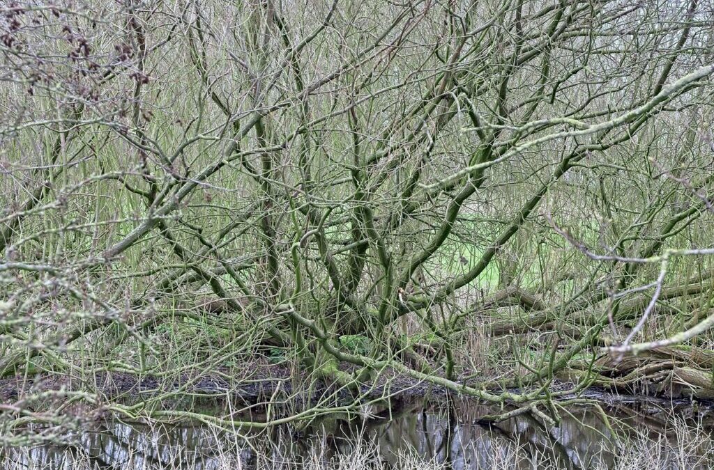 Great Salt Lake – Water Cycle Solutions – The Great…