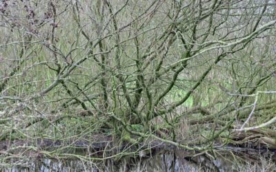 Great Salt Lake – Water Cycle Solutions – The Great…