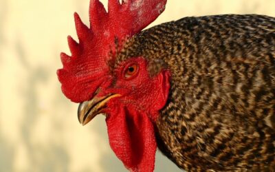 Great Salt Lake – Water Cycle Solutions / The Great…