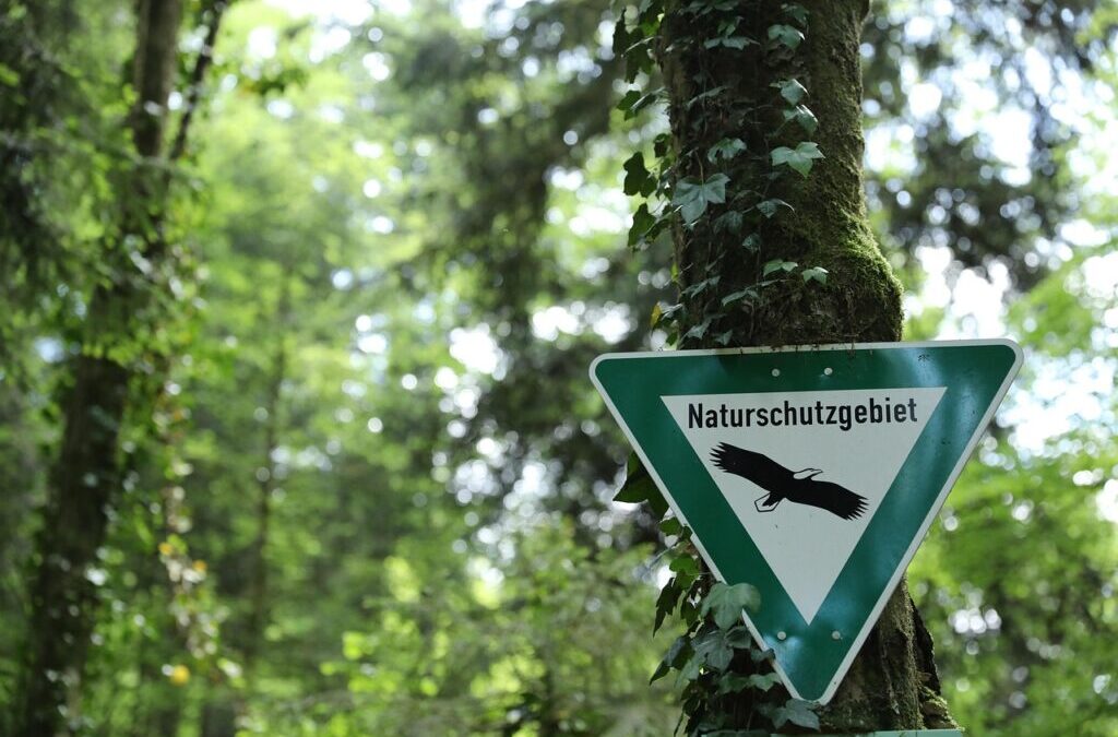 Green Environmental Projects | Wyoming’s Green Future: How We Can…