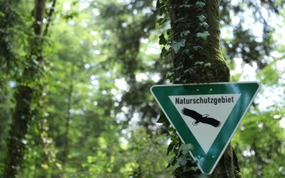 Green Environmental Projects | Wyoming’s Green Future: How We Can…