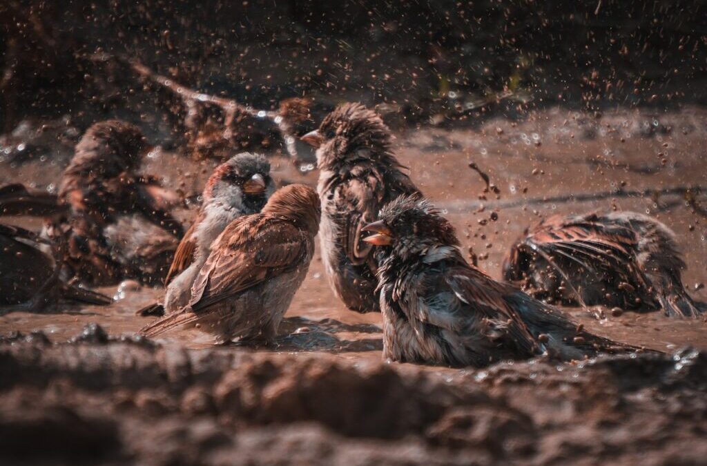 Historical Context And Human Activities Contributing To The Decline ~…