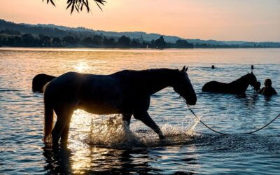 Impact Of Water Diversion On The Great Salt Lake |…