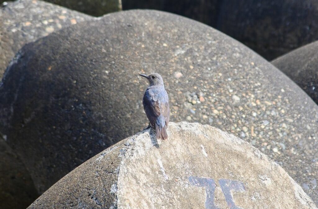 Innovative Water Transfer Methods » Saving Water In The Wild…