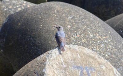 Innovative Water Transfer Methods » Saving Water In The Wild…