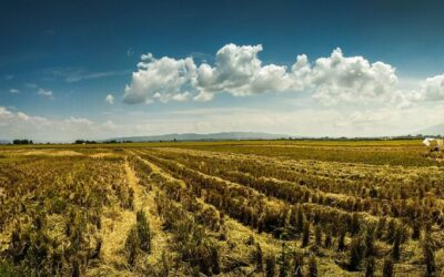 Irrigation Water Solutions / The Great Basin: A Land Of…