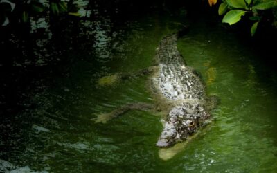 Laguna Salada Water Cycle » Laguna Salada: A Desert Oasis…
