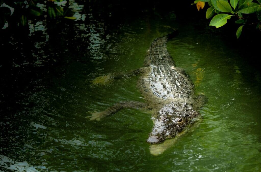 Laguna Salada: The Laguna Salada: A Desert Oasis Facing A…