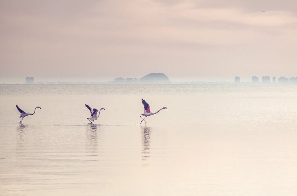 Laguna Salada: The Laguna Salada’s Water Woes: A Story Of…