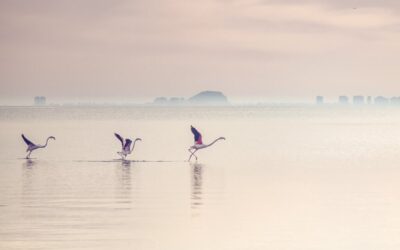 Laguna Salada: The Laguna Salada’s Water Woes: A Story Of…