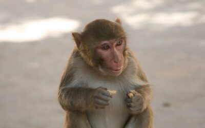 Long-Tail Keywords Related To Laguna Salada Water Supply ~ Laguna…