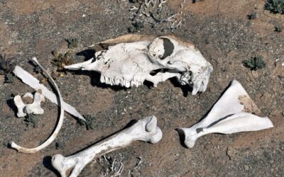 Reviving Lakes Affected By Drought / Our Thirsty Planet: Reviving…