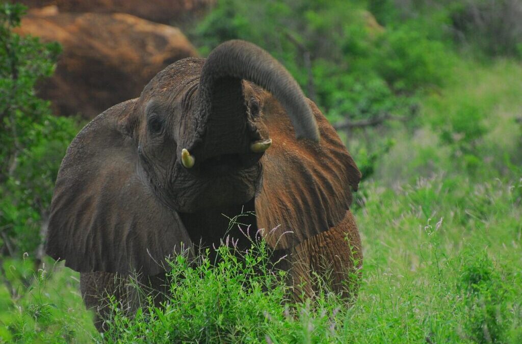 Role Of Local Communities And Stakeholders In Conservation Efforts |…