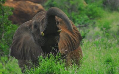 Role Of Local Communities And Stakeholders In Conservation Efforts |…