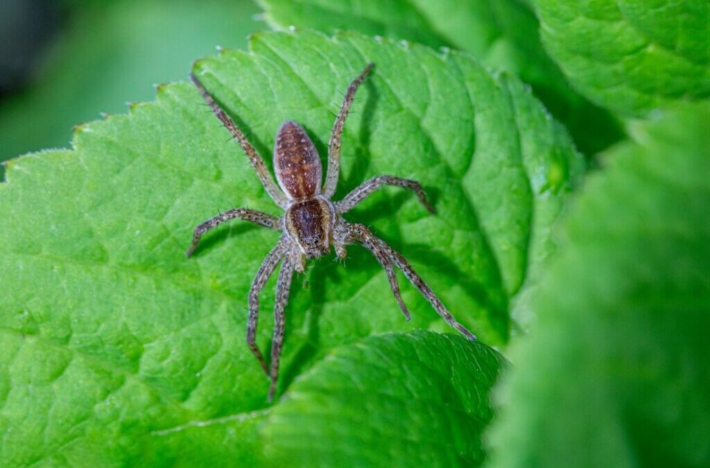 Role Of Local Communities And Stakeholders In Conservation Efforts: The…