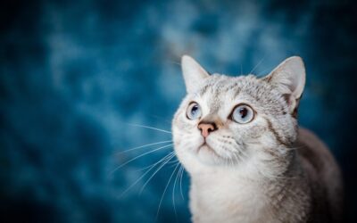 Salton Sea Hydrology / The Laguna Salada: A Desert Oasis…