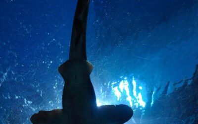 Salton Sea Hydrology / The Salton Sea: A Sea Of…