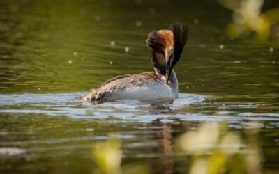Saving The Great Salt Lake – The Hidden Heroes Of…