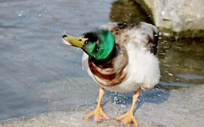 Strategies To Move Water Safely / Montana’s Water Woes: How…