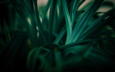 Sustainable Water Management In The Great Basin: A Journey Through…