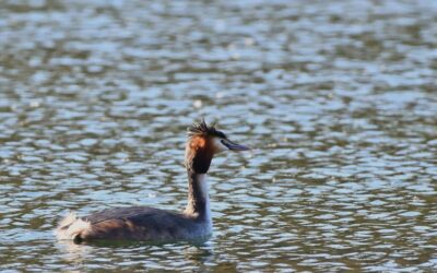 Sustainable Water Management In The Great Basin | Saving The…