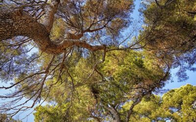 Sustainable Water Usage Practices | The Great Basin’s Thirsty Story:…