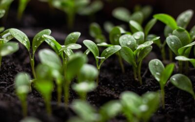 Sustainable Water Usage Practices ~ The Great Basin’s Water Woes:…