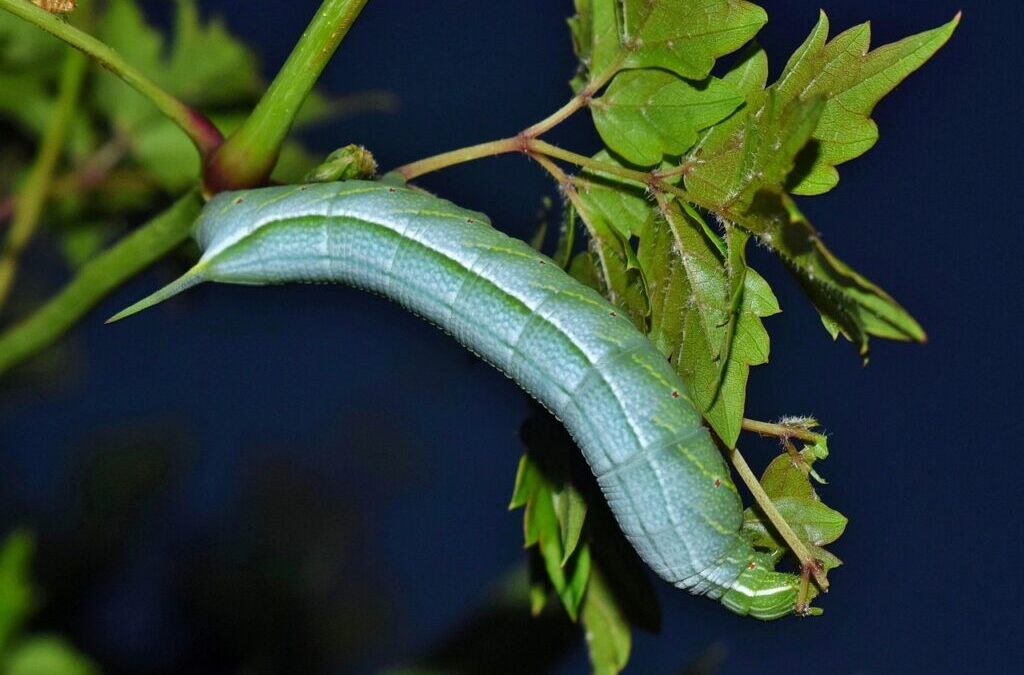 Techniques To Improve Water Cycle Efficiency / The Great Basin:…