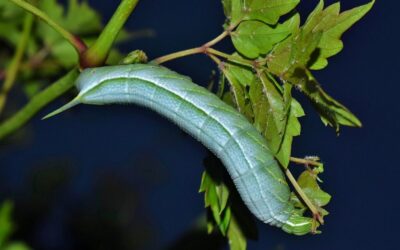 Techniques To Improve Water Cycle Efficiency / The Great Basin:…