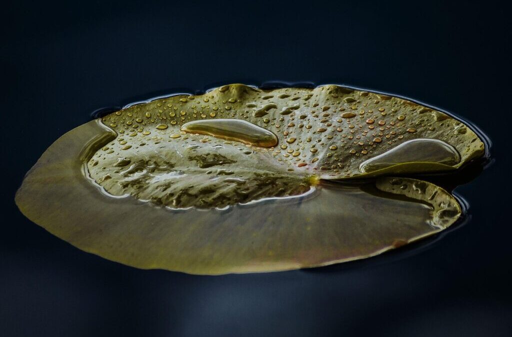 Water Shortage: The Great Basin’s Water Woes: A Story Of…