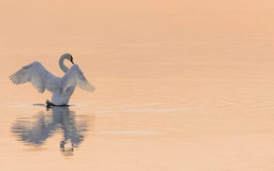 Water Conservation In Laguna Salada / The Laguna Salada: A…