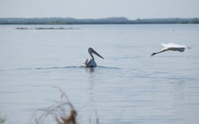 Water Conservation In Laguna Salada: 💦 The Amazing Water Cycle…